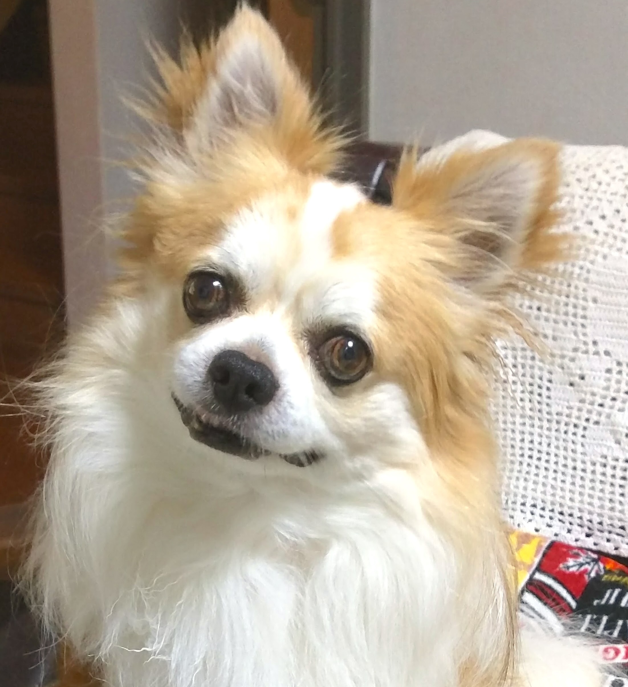 犬の写真