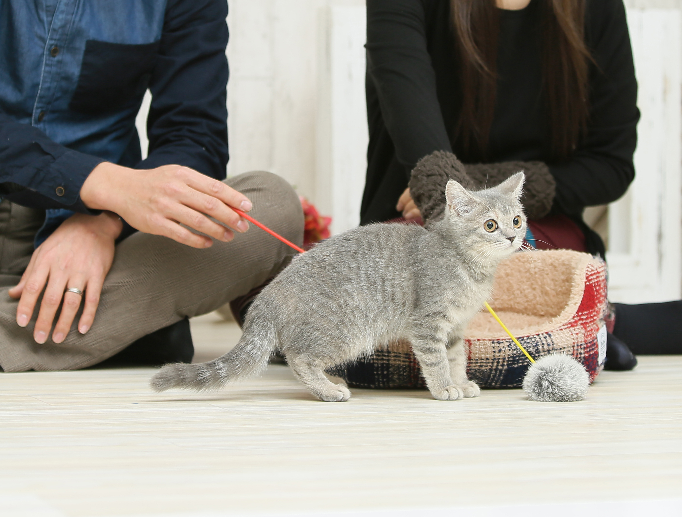 子猫の写真